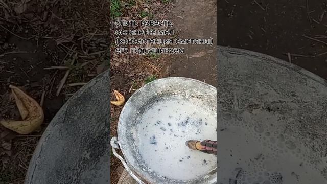 ? кальций для кур-несушек своими руками ?