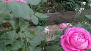 Роза плетистая Поль Нерон