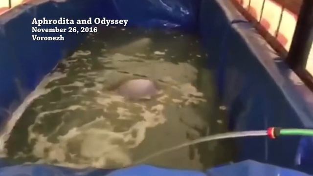 The Fate of Beluga Whales in Russian Traveling Dolphinariums смотреть онлайн
