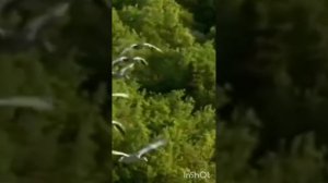 хэерле кич !