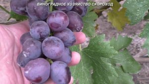 Сорта винограда 2020. Пегас - высокая устойчивость, ягода размером со сливу