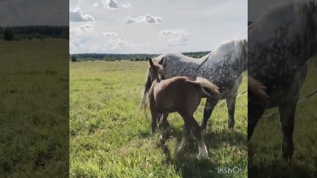 Кобыла Гуля 7 лет Владимирской породы , и Баронесса 4 года Першерон , С жеребёнком по кличке Князь смотреть онлайн