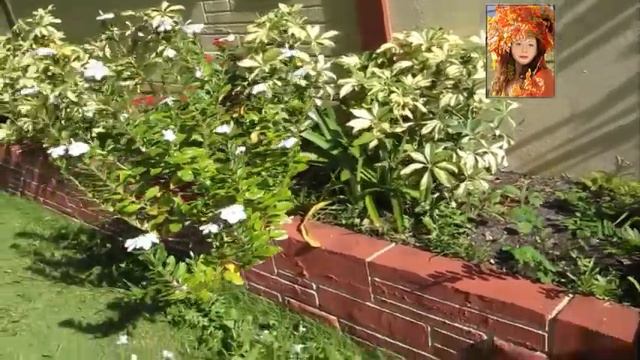 # 145  USA  🌺  ЦВЕТОЧНАЯ КРАСОТА  🌺  FLOWER BEAUTY