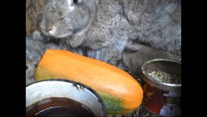 Тыква и кабачки - один из лучших видов сочного корма для кроликов.