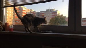 Кот разговаривает. Болтливый кот Вирсик. 猫