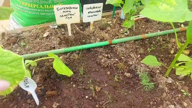 28апреля Лен.обл.Обзор растушек в теплицах и сею на рассаду кабачки и тыквы#ранний урожай#сезон2023 смотреть онлайн