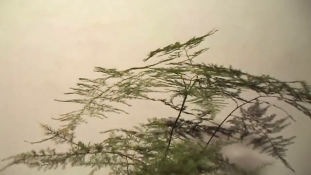 How to Grow Asparagus Fern In the Pot / Plumosus nanus Tips & Care // Mammal Bonsai смотреть онлайн