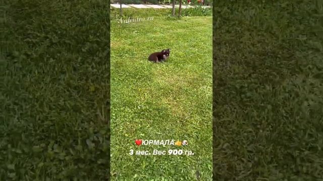 Шоколадная Чихуахуа. У нас можно купить щенка чихуахуа #купитьщенка #чихуахуа #chihuahua #puppy