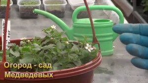 Бакопа: выращивание и уход от момента посева до цветения