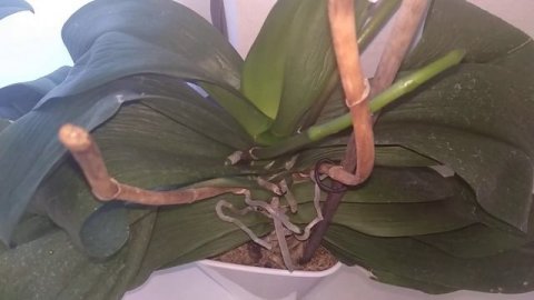 ОРХИДЕЯ ВЯЛАЯ? ЖЕЛТЕЮТ ЛИСТЬЯ ОРХИДЕИ! РЕАНИМАЦИЯ ОРХИДЕИ ФАЛЕНОПСИС!