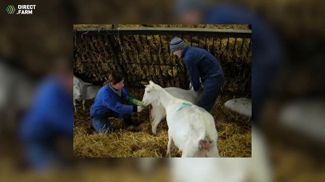 ОКОЗ. Распространенные проблемы при родах коз и родовспоможение