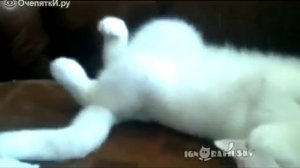 Спящие коты