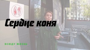 Как готовить сердце коня