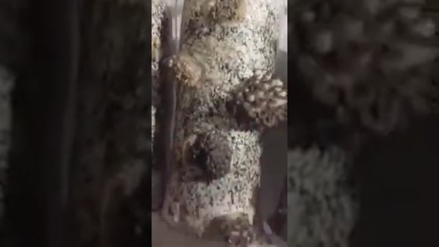 ВЫРАЩИВАНИЕ ВЕШЕНКИ ШТАМ-КИТАЙСКАЯ ЧЕРНАЯ