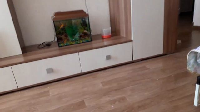 Как понять что арбуз нитратный?(Стакан и вода - важнейшие вещи при проведении проверки) смотреть онлайн