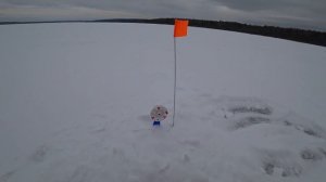 ЩУКА НА ЖЕРЛИЦЫ, ЛОВИМ НА ЛЕНЕВСКОМ ВОДОЁМЕ, ЩУКА ДОЛБИТ НАШИ ЖЕРЛИЦЫ! РЫБАЛКА НА УРАЛЕ!