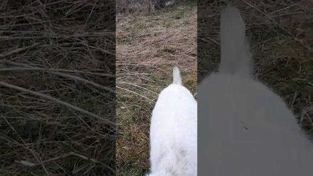 коза Ламанча