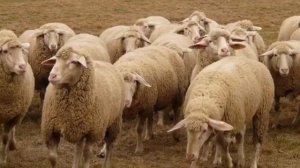 Познавательная беседа об овцах