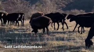 Гиссарские овцы Муссы из Ингушетии