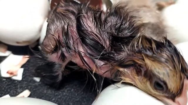 Птенцы породы ЛЕГБАР . Вылупление и питание в первые дни жизни.ГОЛУБЫЕ ЯЙЦА ! смотреть онлайн