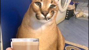 Крутые Лица Шлёпы Расширённая Версия 8 Стадий