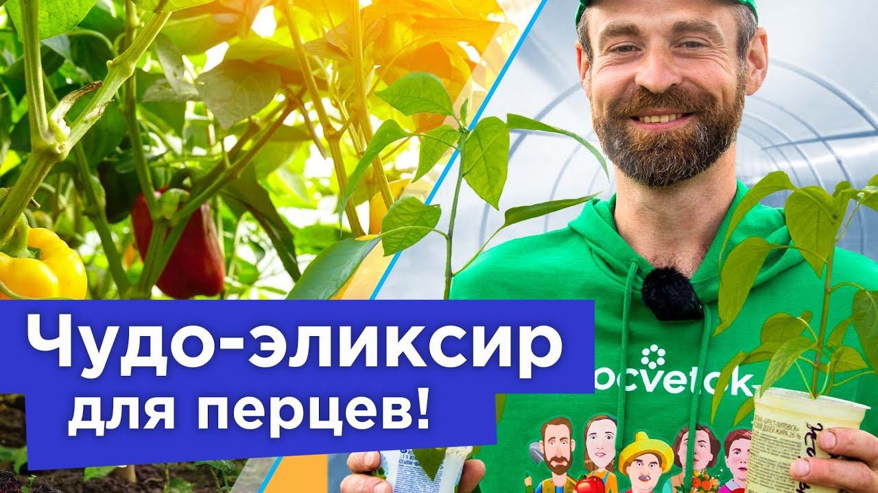 ПЕРЕЦ НЕ РАСТЕТ И ЖЕЛТЕЕТ? Пора ему помочь! Натуральная и бесплатная подкормка для быстрого роста