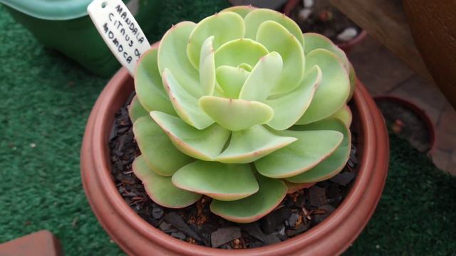  Echeveriamandalas 4 Espécies do gênero   Lelis com Amor