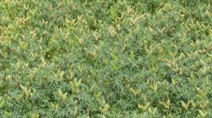 Люпин узколистный Витязь