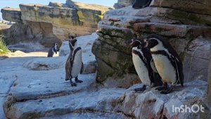 Вы видели как писает тюлень?!). Zoo am Meer.