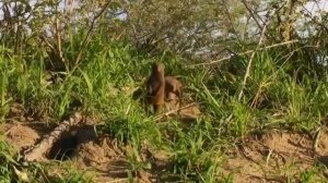 Дикая южная Африка:Сафари.