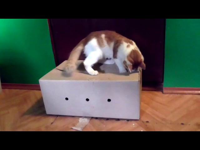 Любопытство молодого кота смотреть онлайн