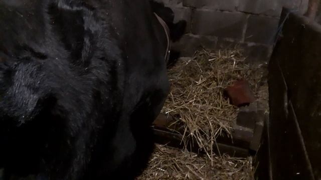 Какая хозяйка более СЧАСТЛИВАЯ? смотреть онлайн