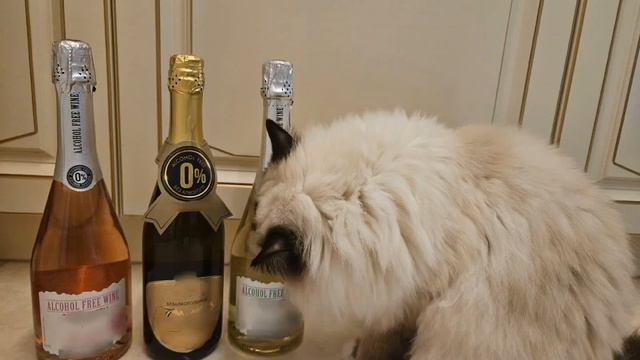 NЮ feat Николай Монро - Я буду бухать 😹 #Christine_IDC_Official #Florian #праздник #безалкоголя #ко