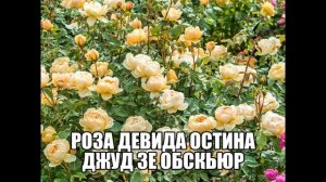 Роза Девида Остина Джуд Зе Обскьюр