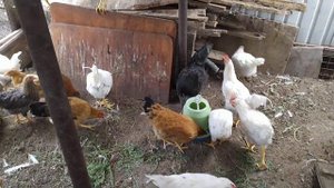 Когда начинают нестись куры.