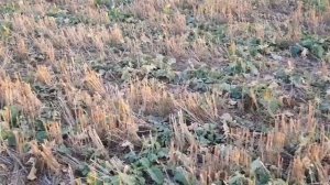 Выращивание оз.рапса . No-till 09.12.2019. Состояние посева