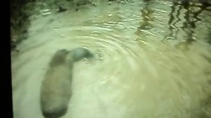 робота ягдтерьера по кабану