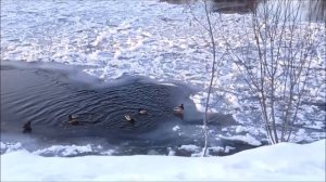 Ледяные блины на воде. Шуга, снежура.