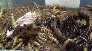 zophobas morio -содержание, разведение, кормление + 3 вида тараканов Насекомые едят курицу (зофобас