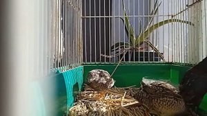 китайский расписной перепел уникальный