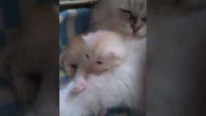 Котёнок зевает и стесняется