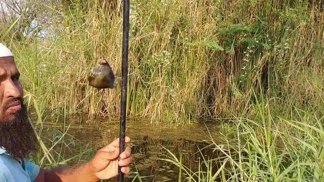 Anabas Fish Catching| Climbing Perch Fish Catching|Cat Fish Catching|Kau Fish Catching|Fishing