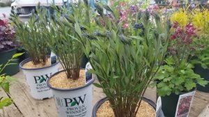 Amsonia 'Storm Cloud' (Bluestar) // Terrific, Multi-Season Native Perennial