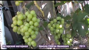 Виноград Малиновая заря и другие г. ф. селекции С. Криули. Плодоношение сеянцев