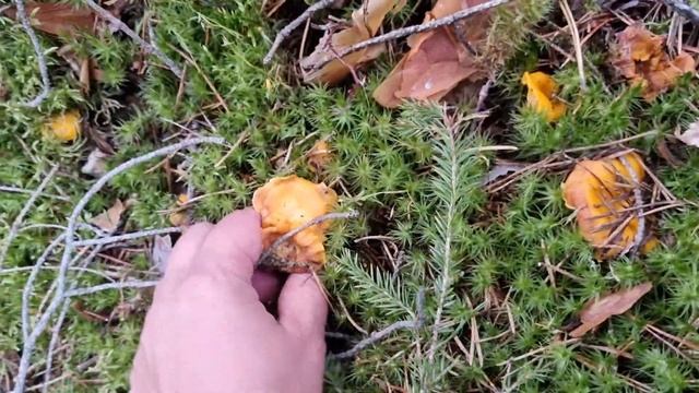 ОБАЛДЕЛА, какие ШИКАРНЫЕ грибы. Просто красавчики! В БОРУ красота, воздух! А НАСТРОЕНИЕ ПОВЫШАЕТСЯ! смотреть онлайн