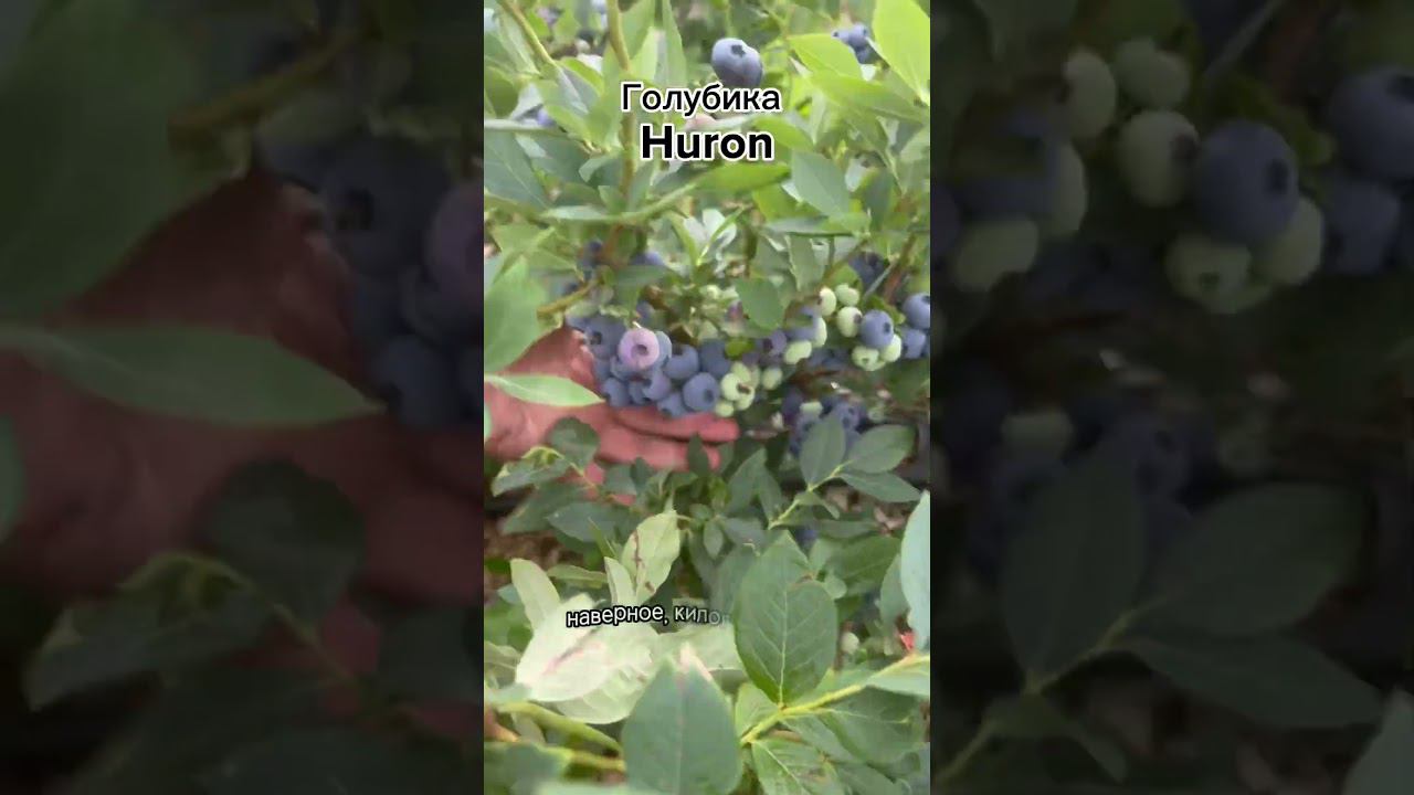 Голубика Huron (Хурон, Гурон). Очень урожайный сорт. Подмосковье. смотреть онлайн