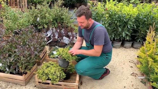 Arany henyeboróka (Juniperus horizontalis 'Golden Carpet') смотреть онлайн