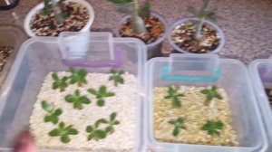 Мини адениум первое цветение!  И мои сеянцы