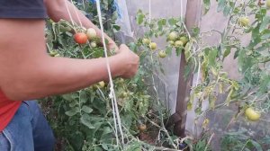 Томат Верочка сборы продолжаются