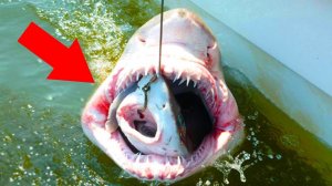 Эти Невероятные Вещи Нашли ВНУТРИ Животных